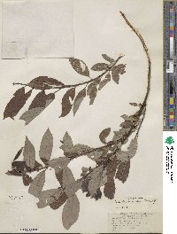 Salix discolor image