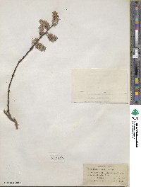 Salix discolor image