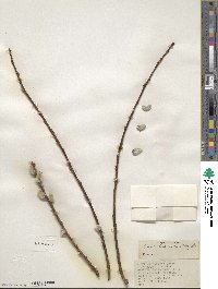 Salix discolor image