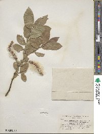 Salix commutata image