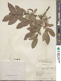 Salix commutata image