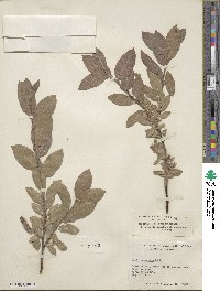 Salix commutata image