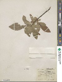 Salix commutata var. denudata image