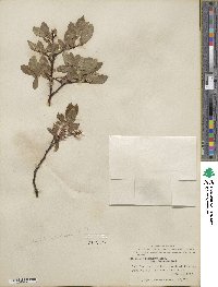 Salix commutata var. denudata image