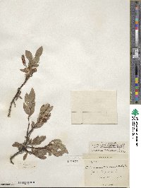 Salix commutata var. denudata image