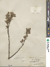 Salix commutata var. denudata image