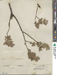 Salix commutata image