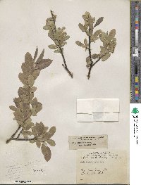 Salix commutata var. denudata image