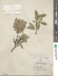 Salix commutata var. denudata image