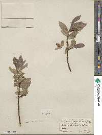 Salix commutata var. denudata image