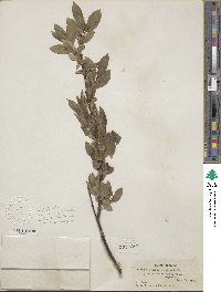 Salix commutata image