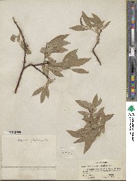 Salix commutata var. denudata image