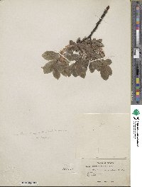 Salix commutata var. denudata image