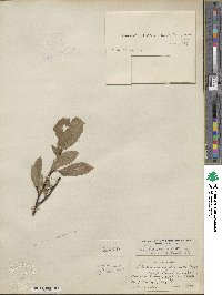 Salix commutata image