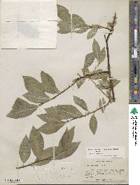 Salix commutata image