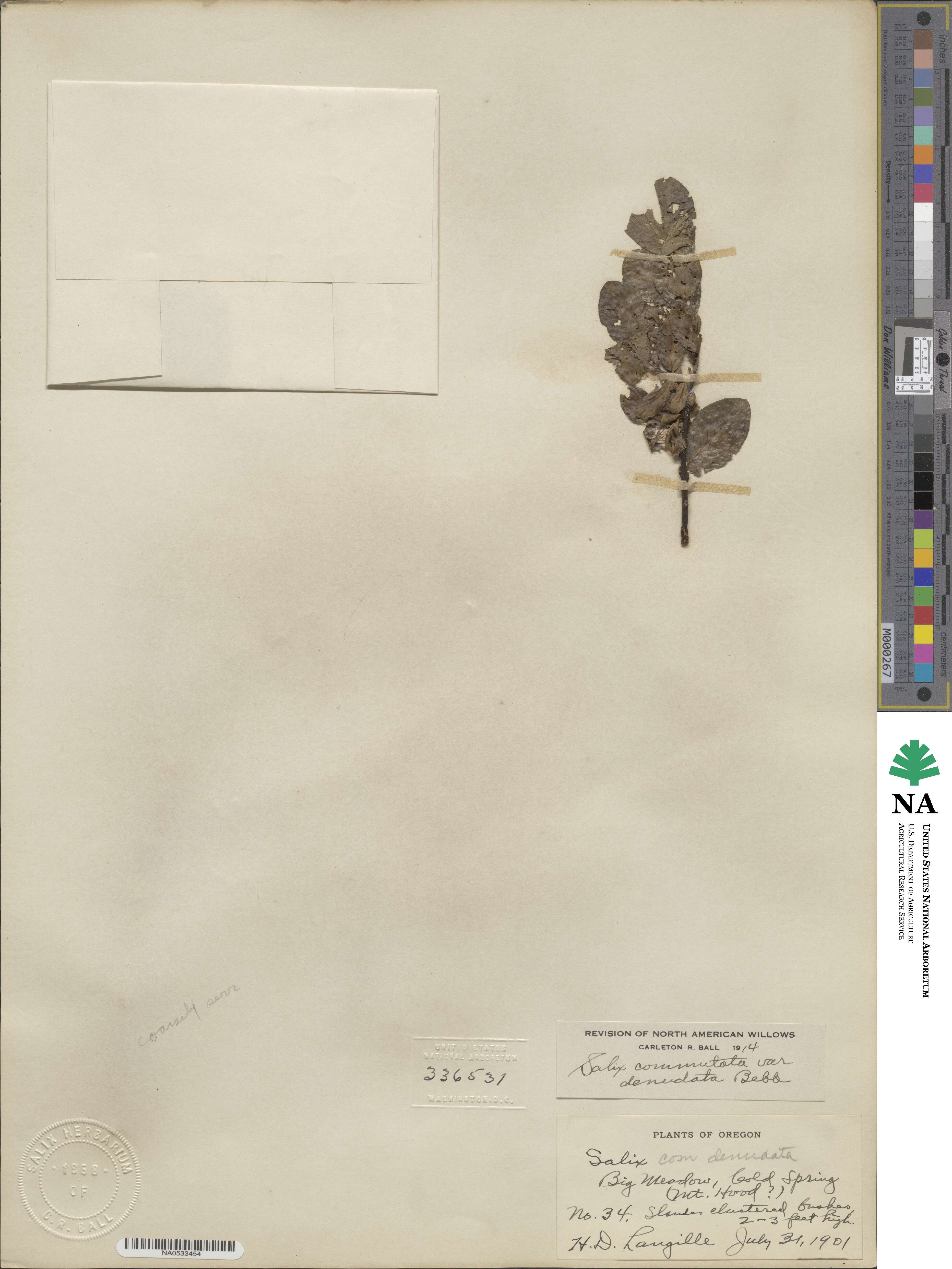Salix commutata var. denudata image