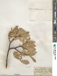 Salix commutata var. denudata image