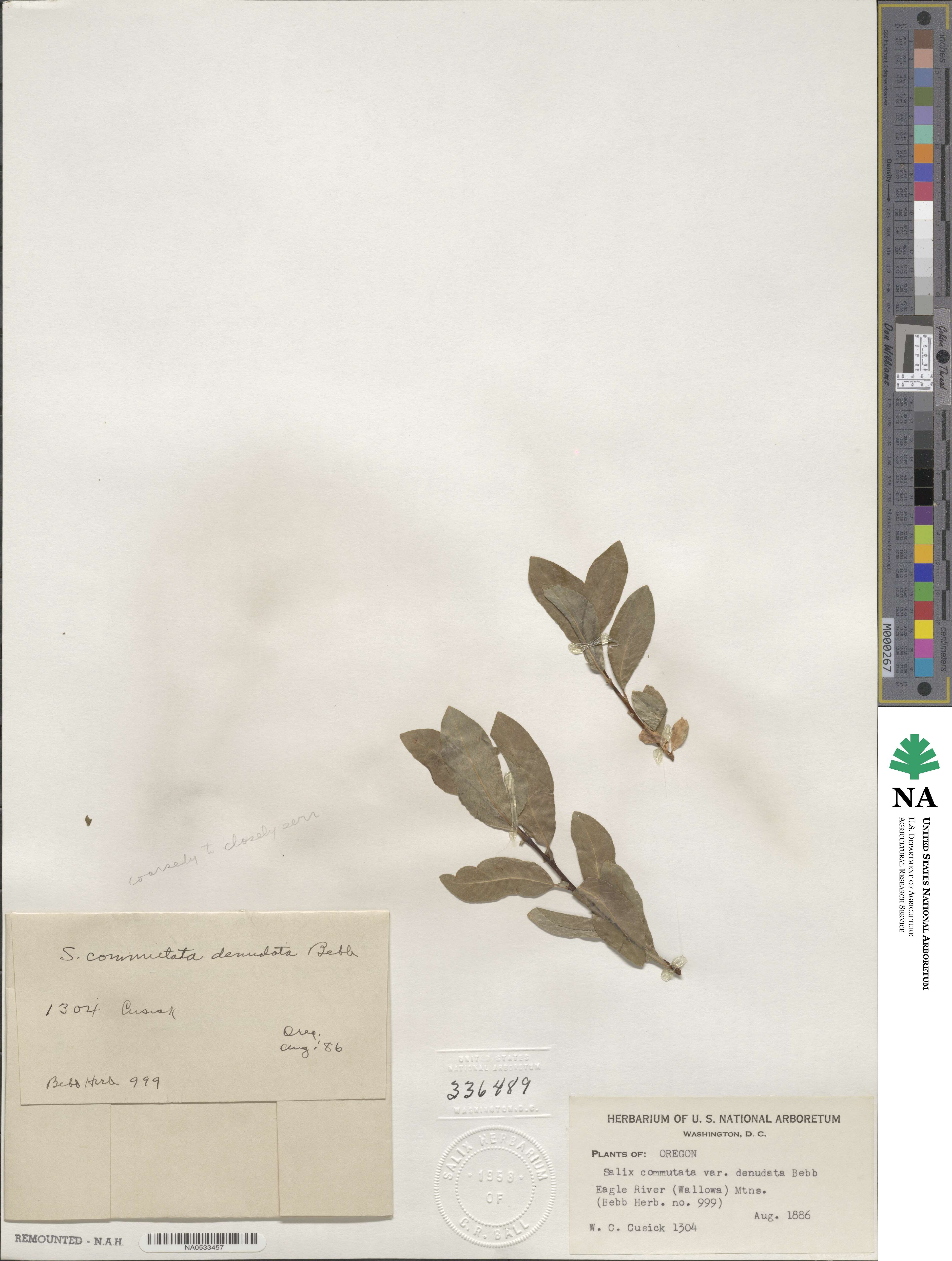 Salix commutata var. denudata image