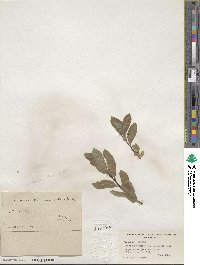 Salix commutata var. denudata image