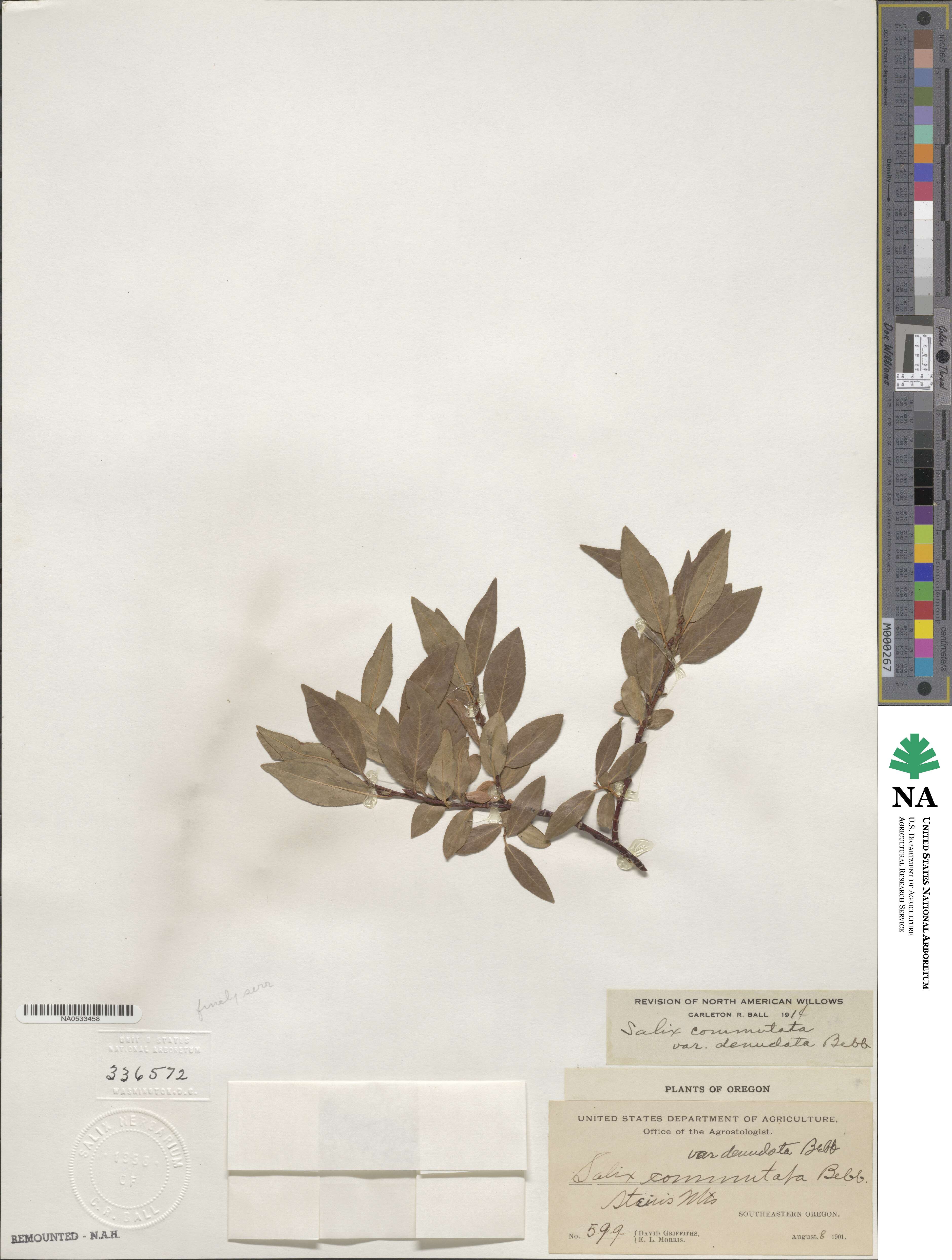 Salix commutata var. denudata image