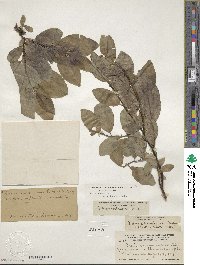 Salix commutata var. denudata image