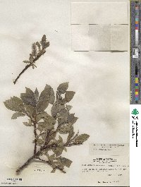 Salix commutata image