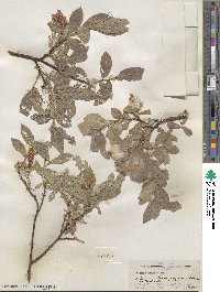 Salix commutata var. puberula image