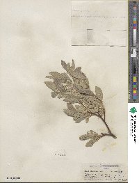 Salix commutata var. puberula image