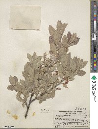 Salix commutata image