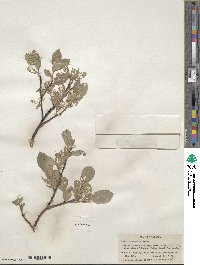 Salix commutata image