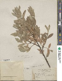 Salix commutata var. puberula image