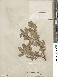 Salix commutata var. puberula image