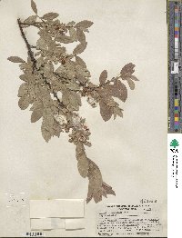 Salix commutata var. puberula image