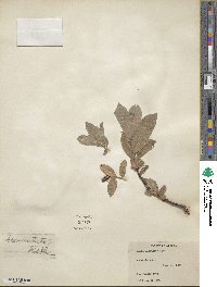 Salix commutata var. puberula image