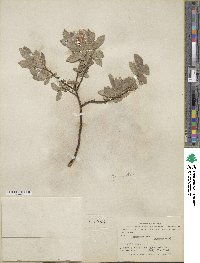 Salix commutata image