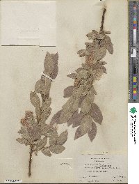 Salix commutata var. puberula image