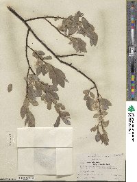 Salix commutata image