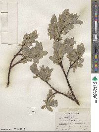 Salix commutata image