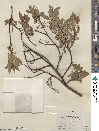 Salix commutata image