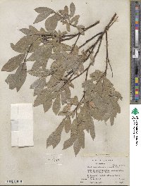 Salix commutata var. puberula image