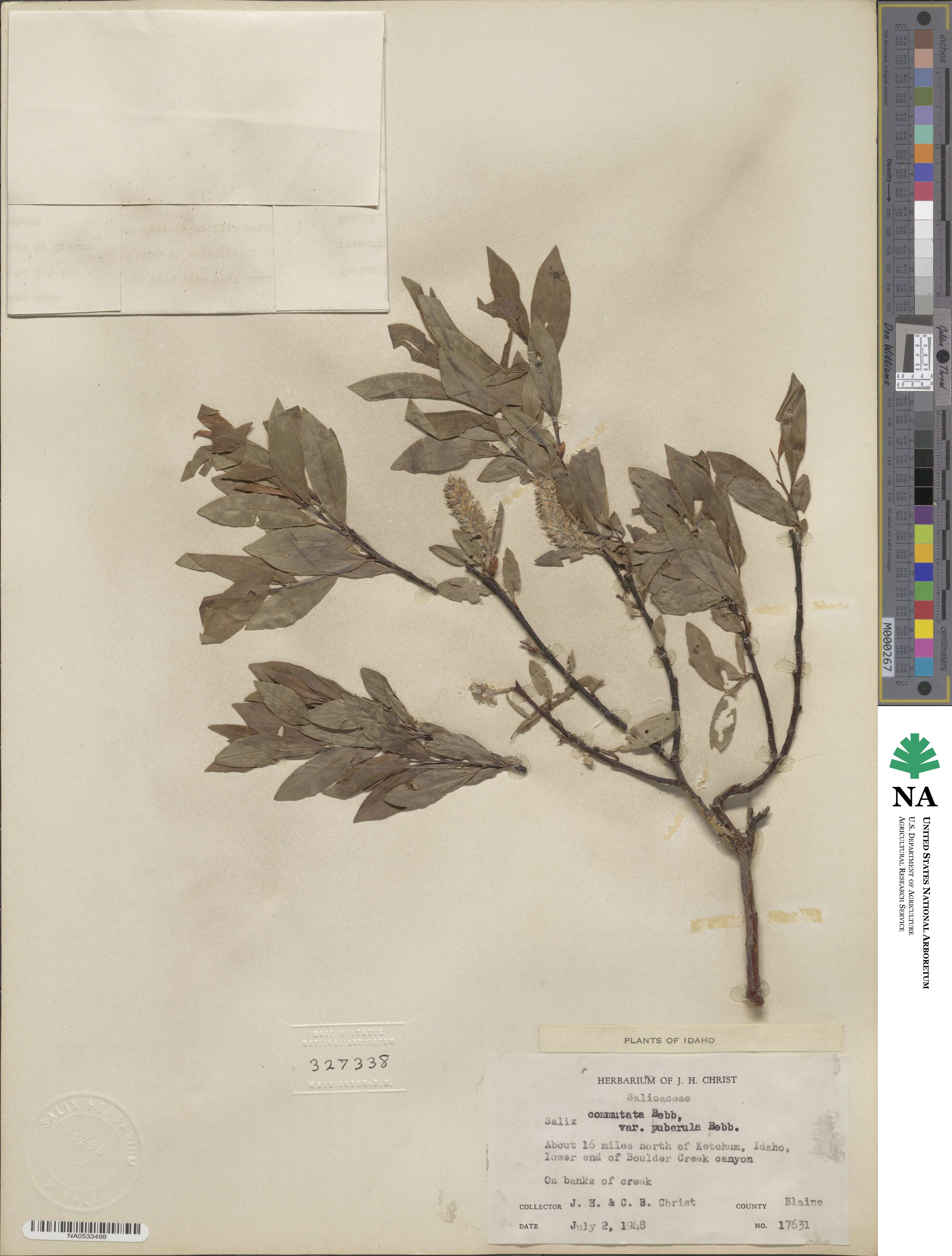 Salix commutata var. puberula image