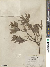 Salix commutata var. puberula image