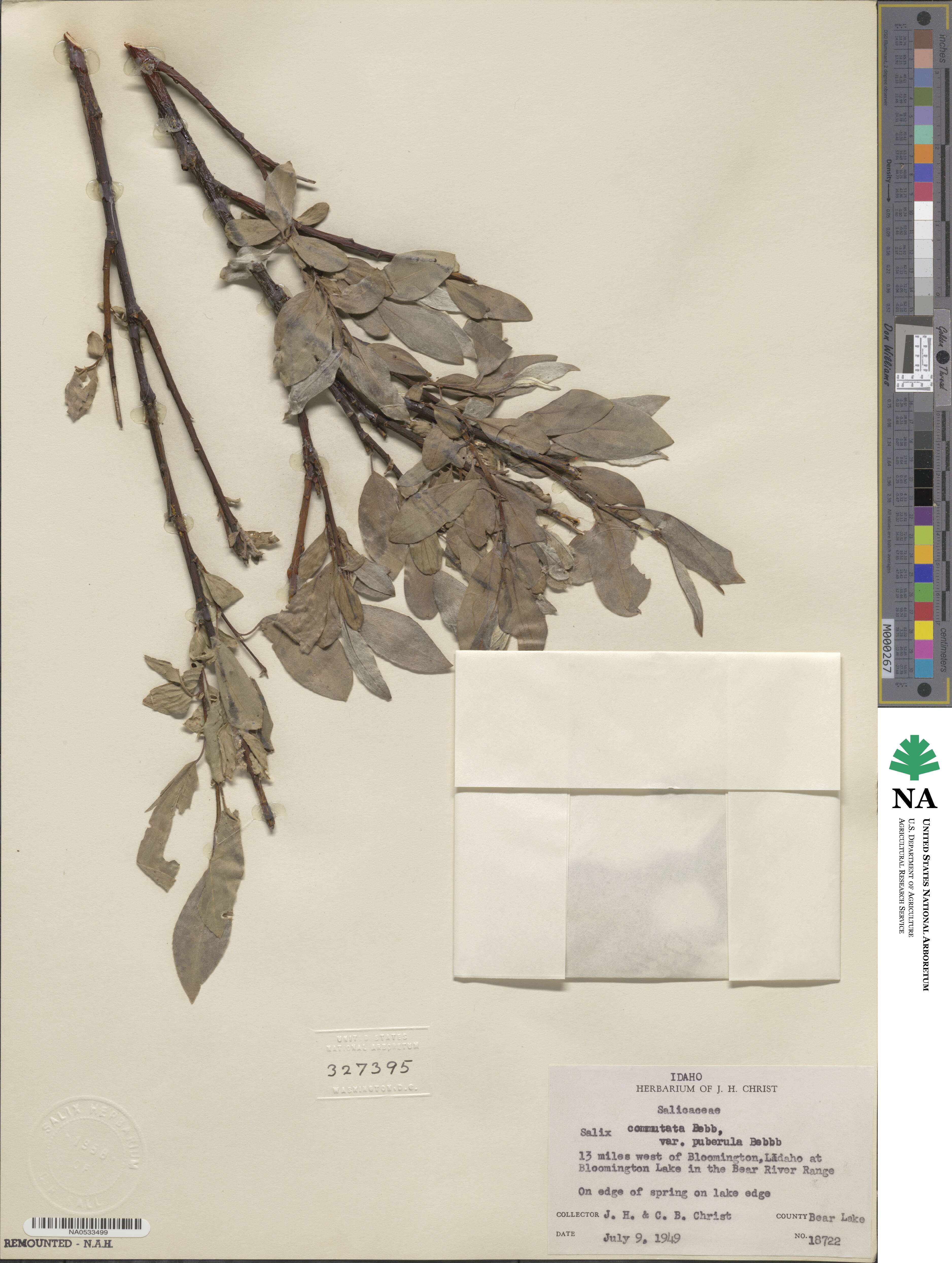 Salix commutata image
