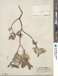 Salix commutata var. puberula image