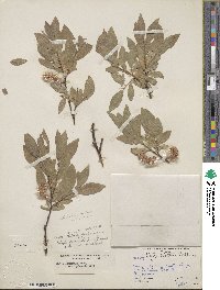 Salix commutata image