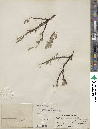 Salix commutata image