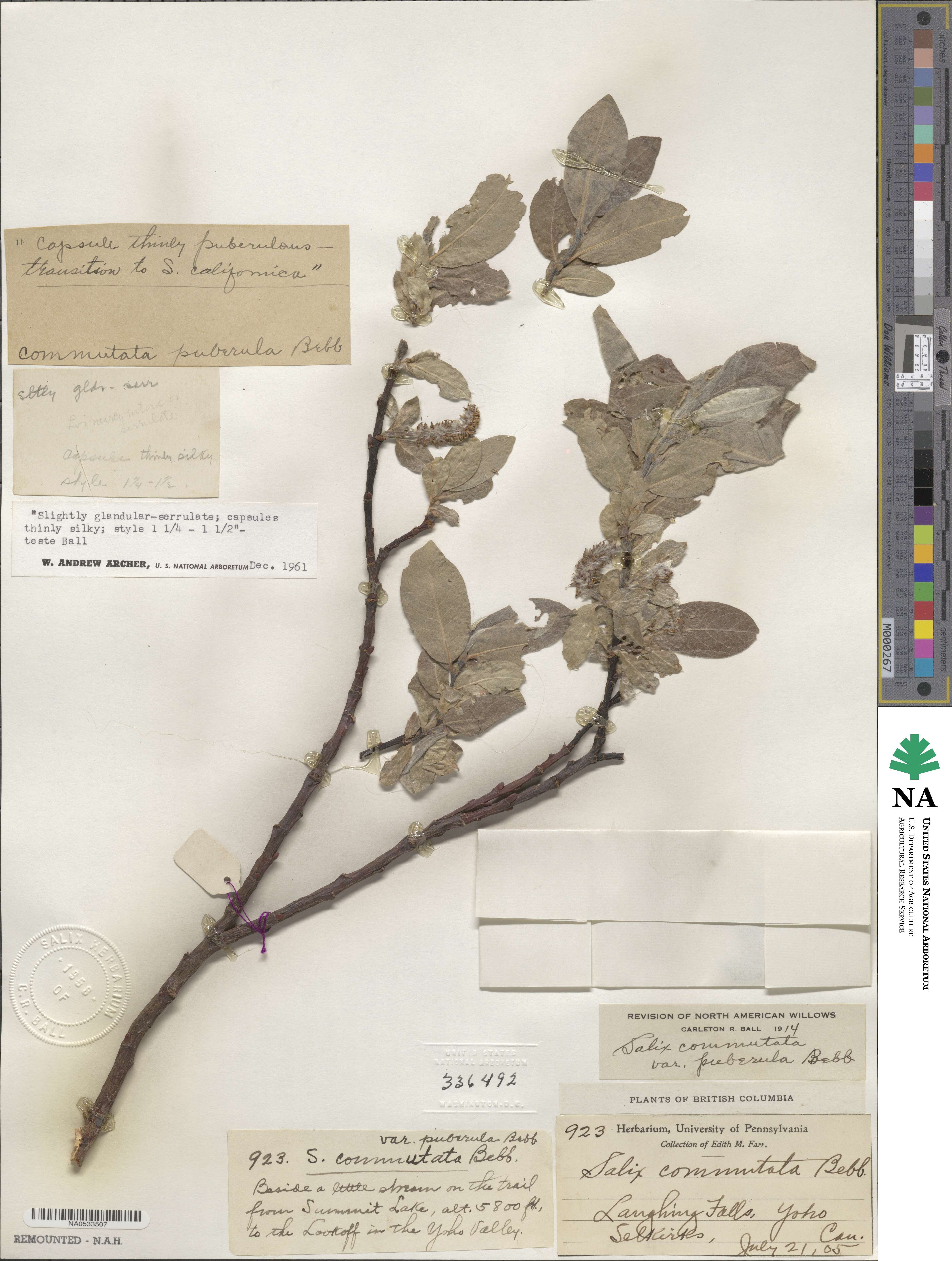 Salix commutata var. puberula image