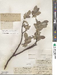 Salix commutata var. puberula image