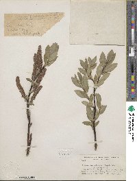 Salix commutata image