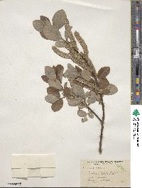 Salix caprea image